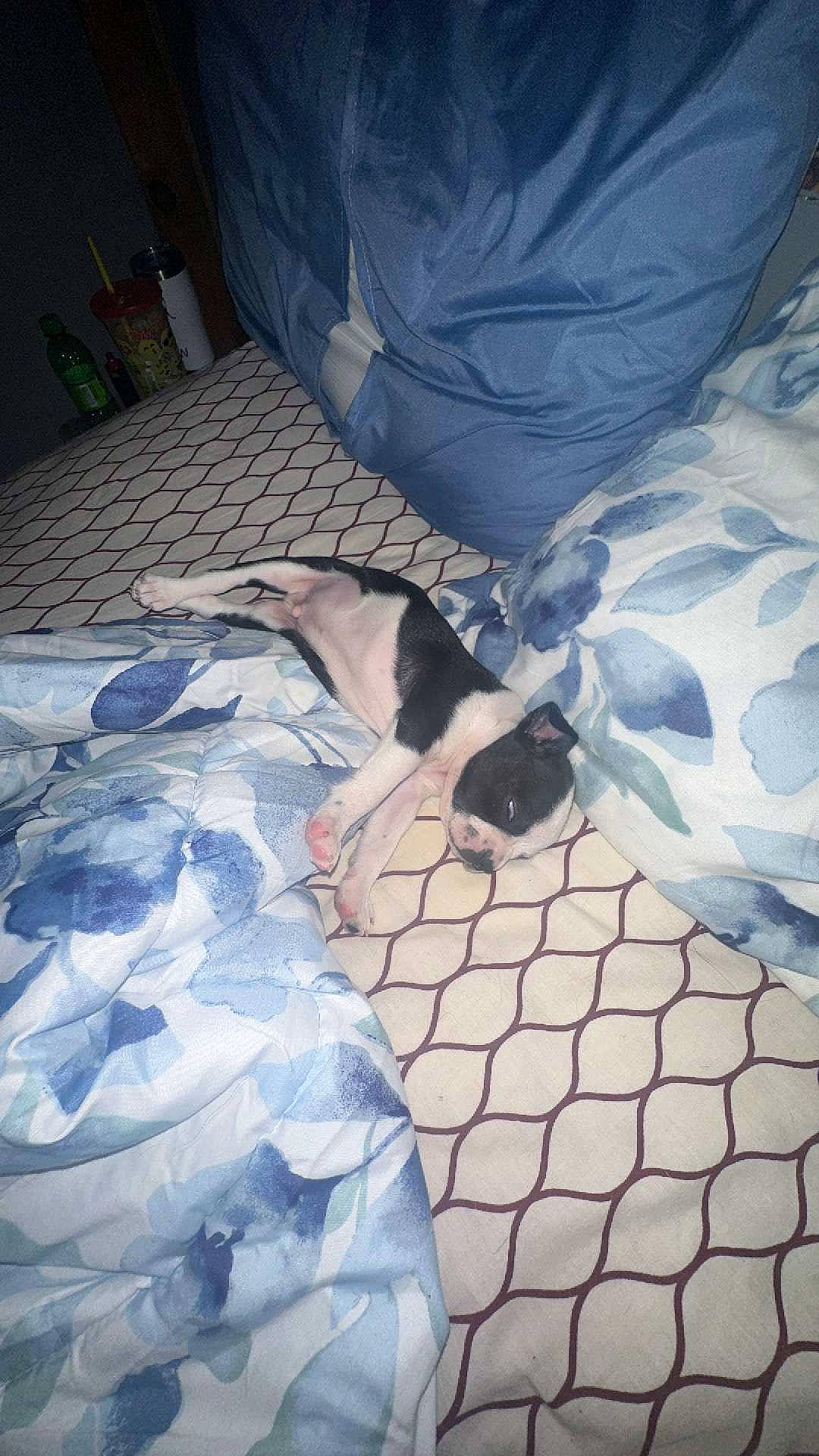 Spot is registered to the contest to win money with this photo: bed, bed_sheet, bedding, carnivore, comfort, companion_dog, dog_breed, electric_blue, felidae, floor, flooring, human_leg, linens, pattern, room, small_to_medium_sized_cats, tail, textile, tints_and_shades, wood