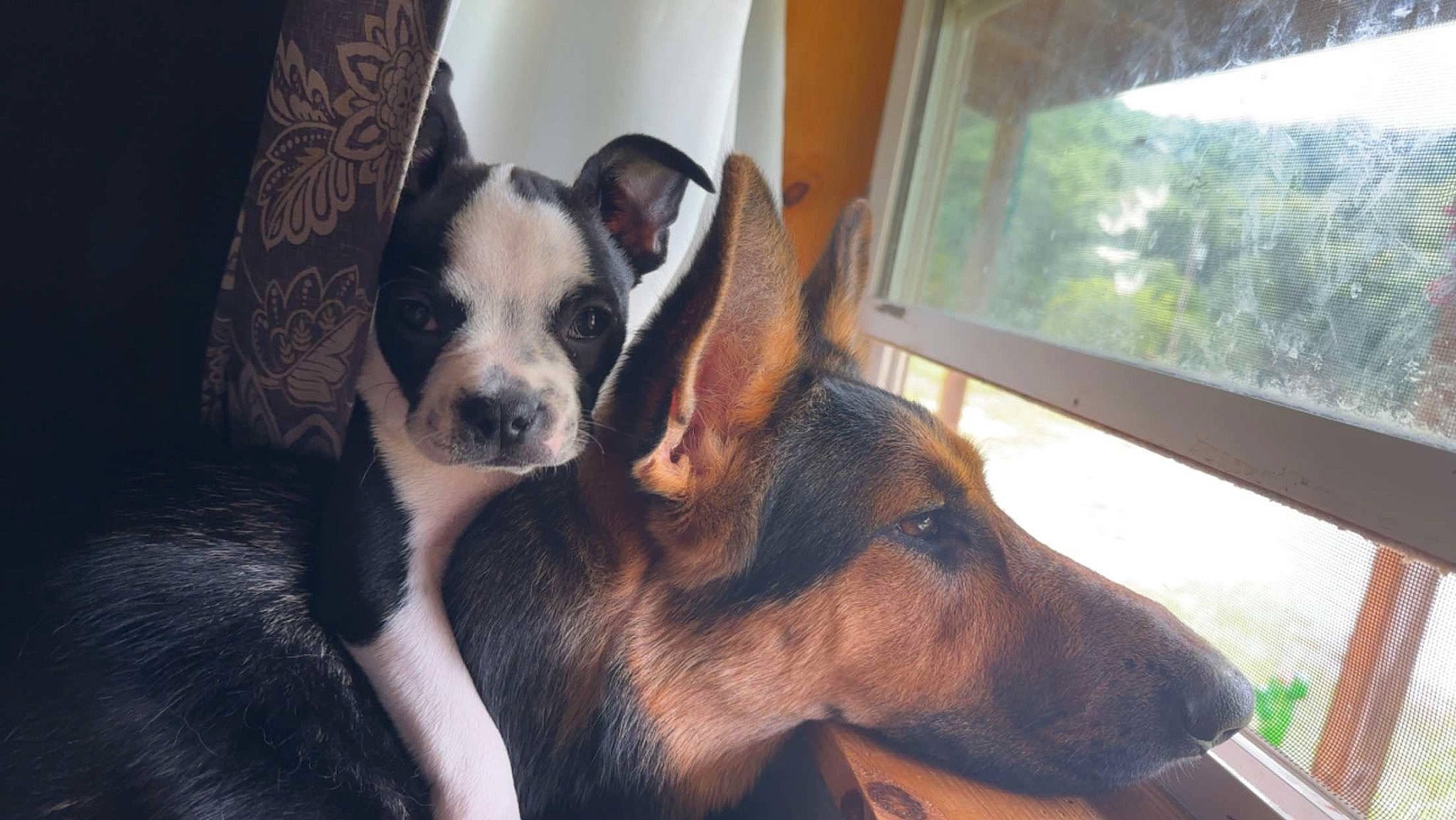 Spot is registered to the contest to win money with this photo: boston_terrier, canidae, carnivore, comfort, companion_dog, dog, dog_breed, ear, fawn, fur, guard_dog, nap, paw, snout, sporting_group, terrestrial_animal, toy_dog, whiskers, window, working_animal