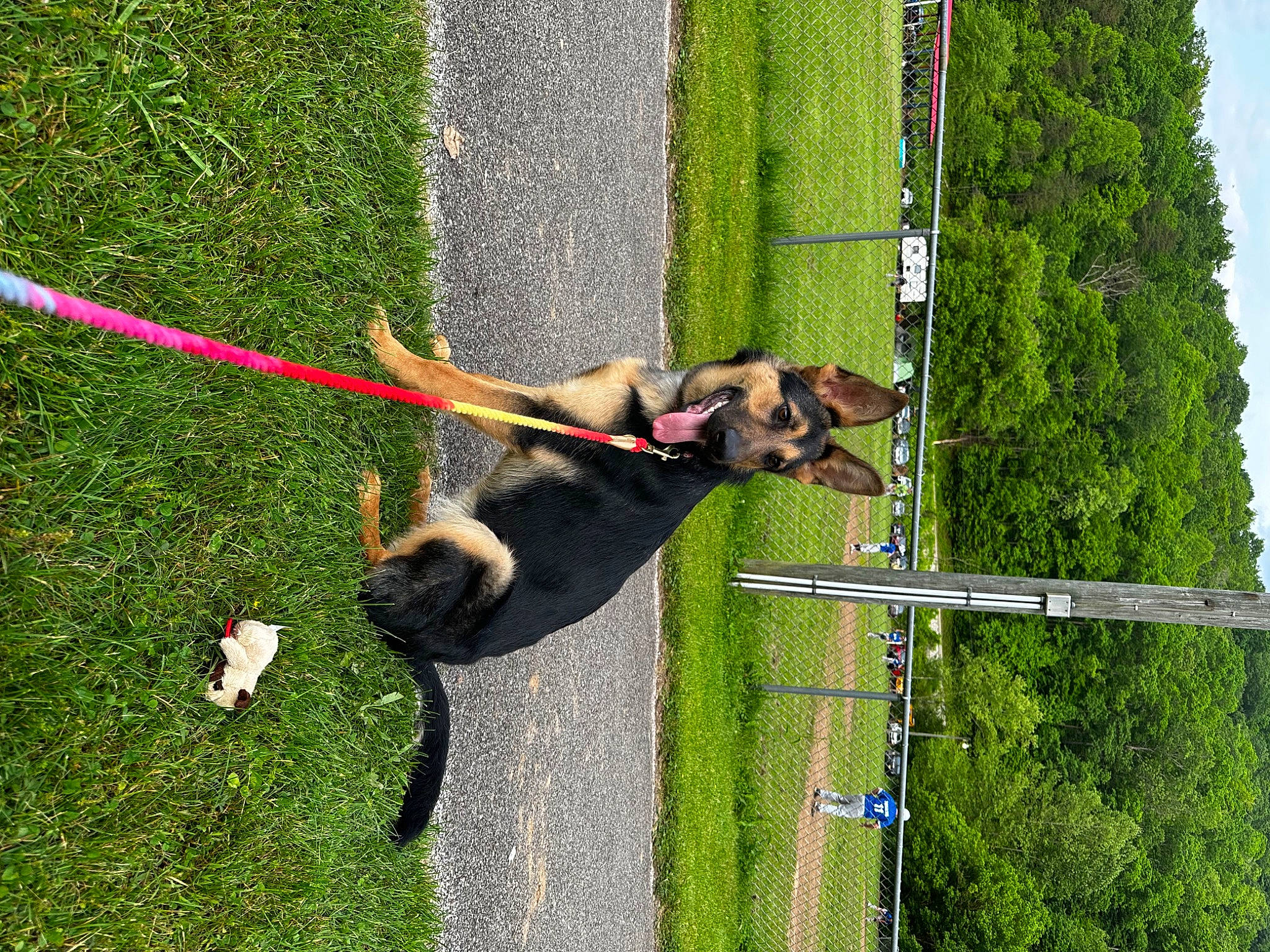 Marley is registered to the contest to win money with this photo: adventure, canidae, carnivore, collar, companion_dog, dog, dog_breed, fun, grass, lawn, leash, leisure, pet_supply, plant, pole, recreation, rope, sky, sporting_group, tree