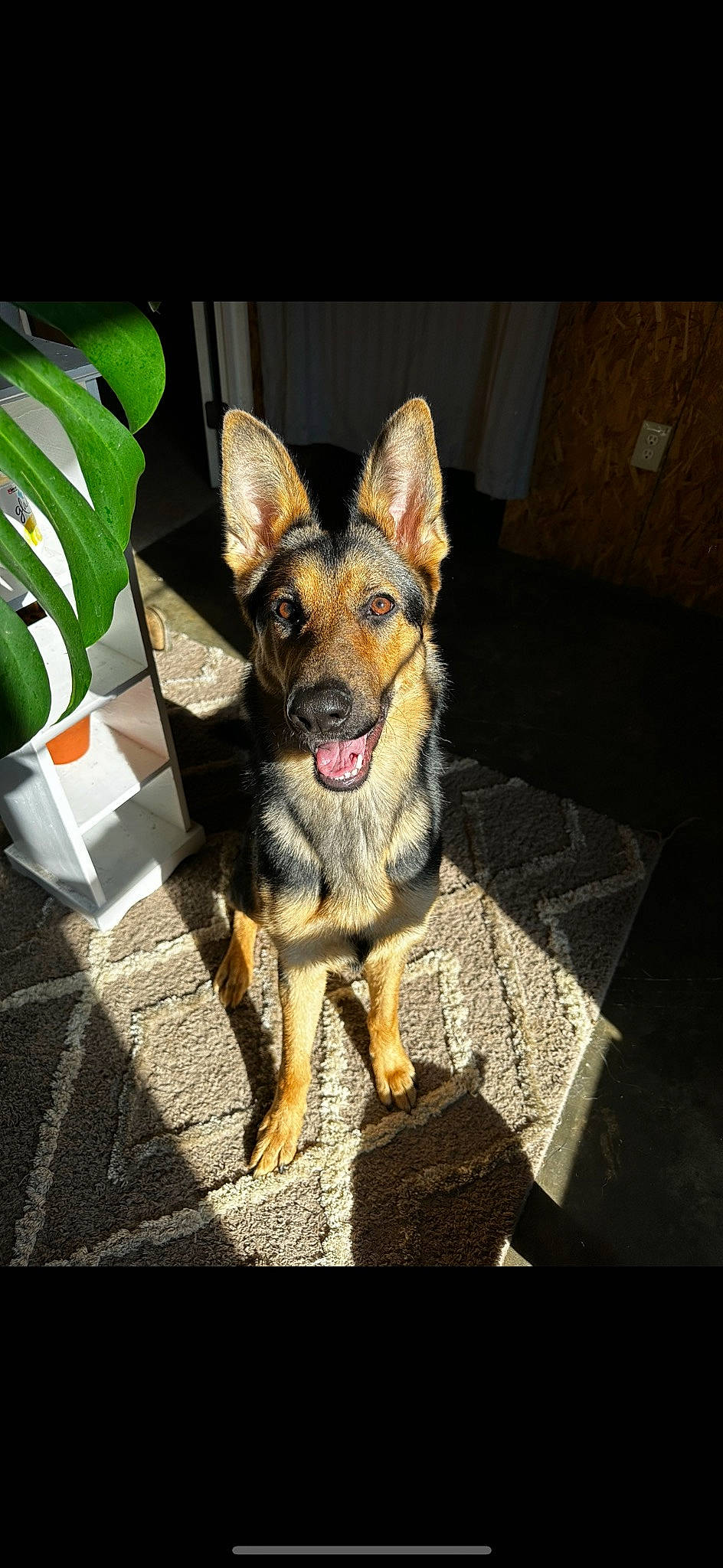 Marley joined the competition — help win amazing prizes! carnivore, companion_dog, dog, dog_breed, dog_supply, fawn, flowerpot, guard_dog, houseplant, pinscher, plant, terrestrial_plant, toy_dog, working_animal, working_dog