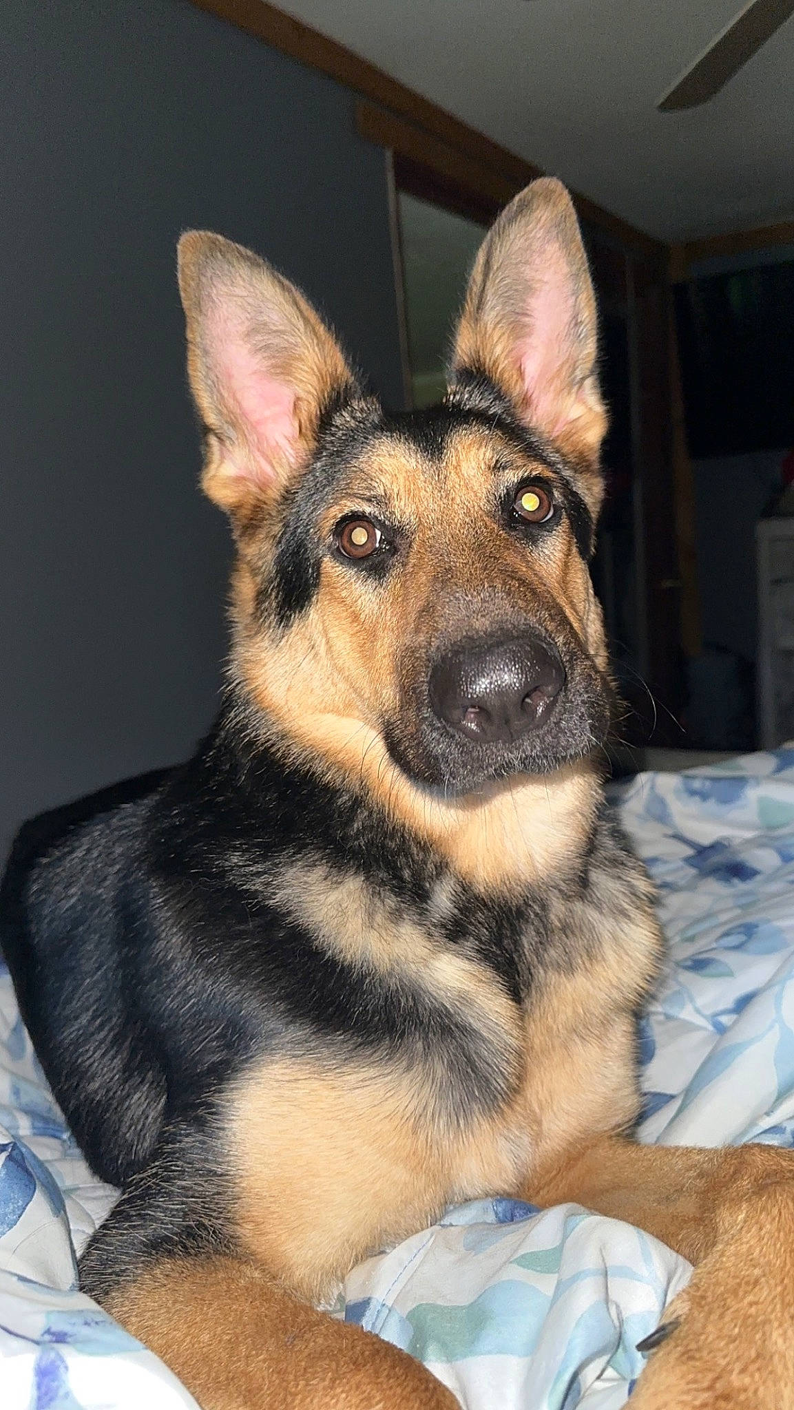 Marley is registered to the contest to win money with this photo: canidae, carnivore, companion_dog, dog, dog_breed, ear, east_european_shepherd, event, fur, herding_dog, king_shepherd, old_german_shepherd_dog, snout, sporting_group, terrestrial_animal, whiskers, working_animal, working_dog