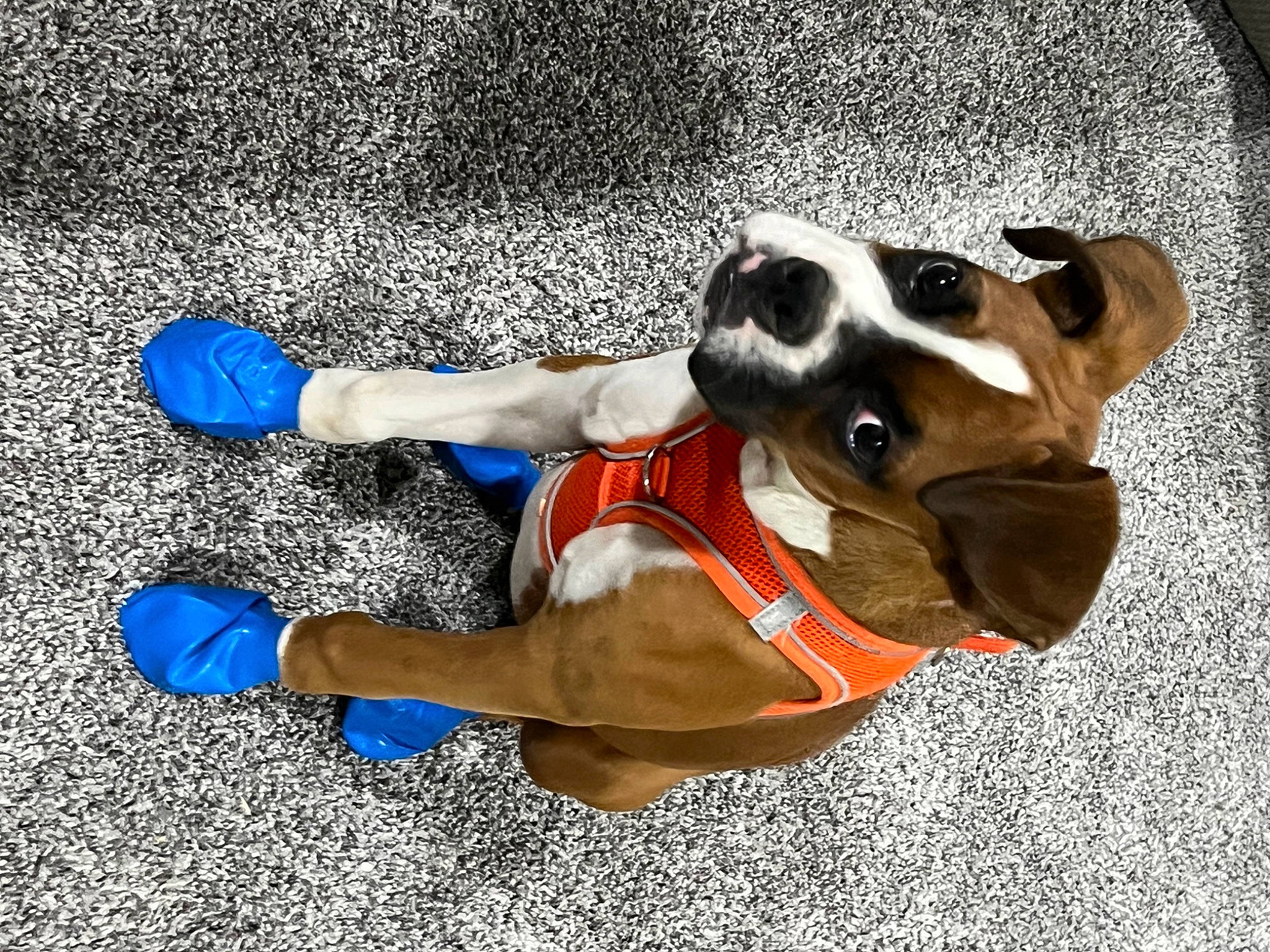 Anubis is registered to the contest to win money with this photo: canidae, carnivore, collar, companion_dog, dog, dog_breed, dog_clothes, dog_collar, dog_supply, electric_blue, eyewear, fawn, human_leg, leash, personal_protective_equipment, pet_supply, snout, sporting_group, walking_shoe, working_animal