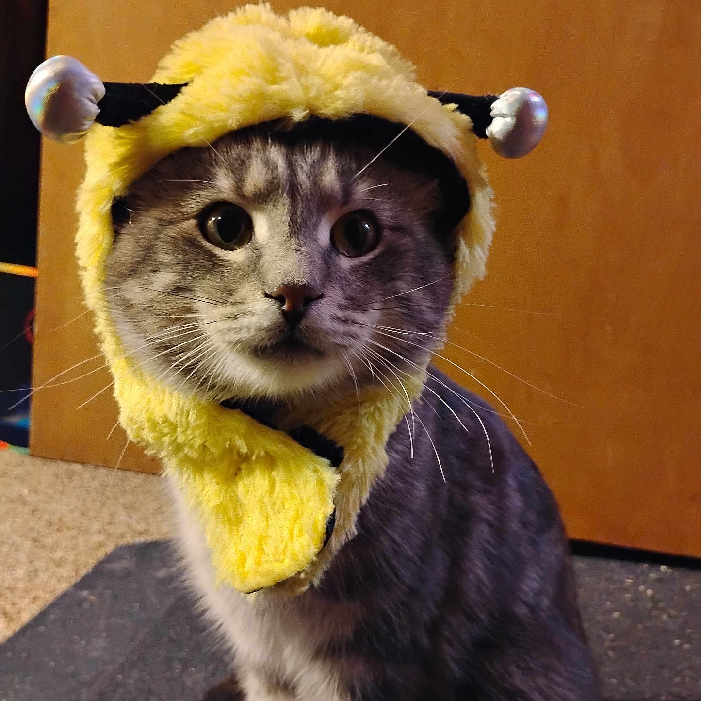 Crescent Moon joined the competition — help win amazing prizes! abyssinian, alloywheel, animal, car, carwheel, cat, clothing, hat, hoodie, kitten, knitwear, machine, manx, pet, siamese, spoke, sweater, sweatshirt, tire, wood