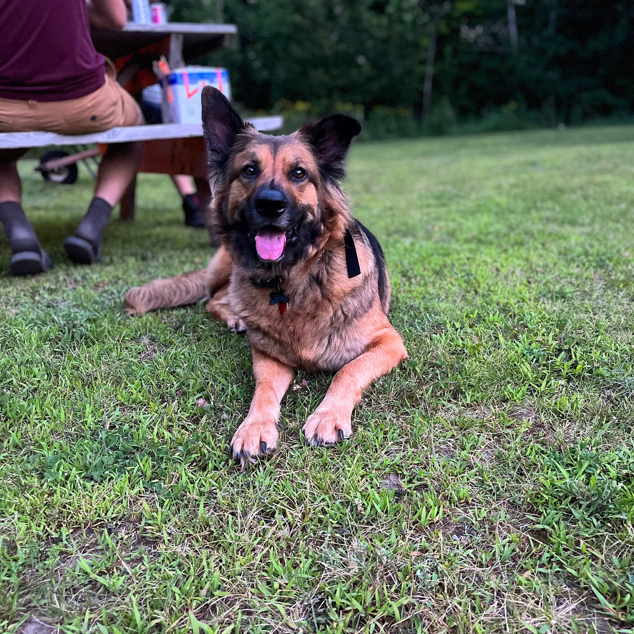 Kali joined the competition — help win amazing prizes! carnivore, companion_dog, dog, dog_breed, event, fawn, garden, german_shepherd_dog, grass, grassland, groundcover, herding_dog, lawn, people_in_nature, plant, shorts, snout, t_shirt, tree, working_dog