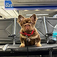 Rojito is registered to the contest to win money with this photo: dog, puppy, brown_dog, airport, waiting_area, chair, leash, collar, red_collar, indoor, pet, animal, floor, metal_chair, water_bottle, leash_clip, gate_sign, lighting, expression, waiting