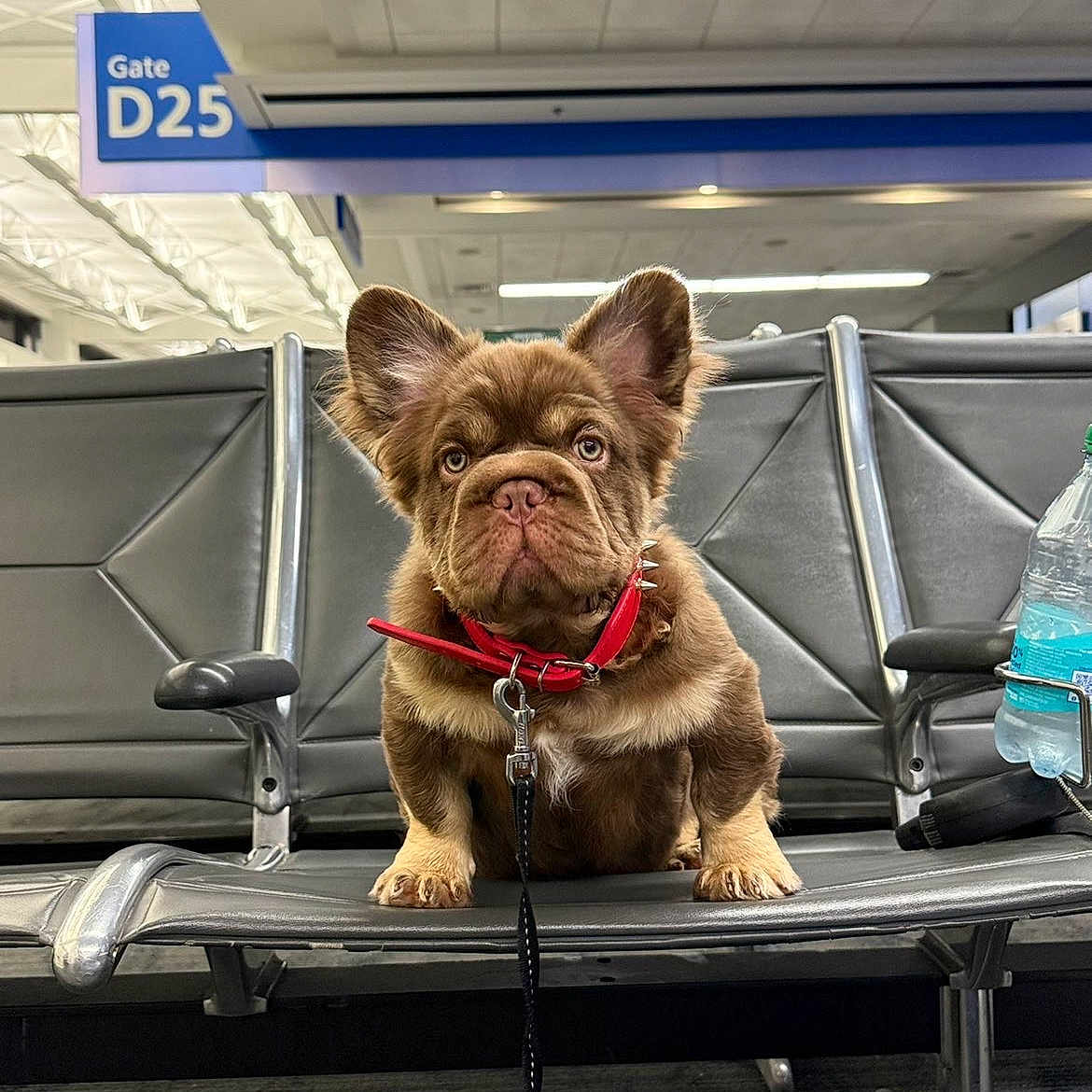 Rojito is registered to the contest to win money with this photo: airport, animal, brown_dog, chair, collar, dog, expression, floor, gate_sign, indoor, leash, leash_clip, lighting, metal_chair, pet, puppy, red_collar, waiting, waiting_area, water_bottle