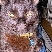 Bear is registered to the contest to win money with this photo: cat, black_cat, close_up, yellow_eyes, collar, pet, indoor, feline, fur, whiskers, paw_tag, domestic_animal, animal, relaxed, lap, person, jeans, floor, home, cute