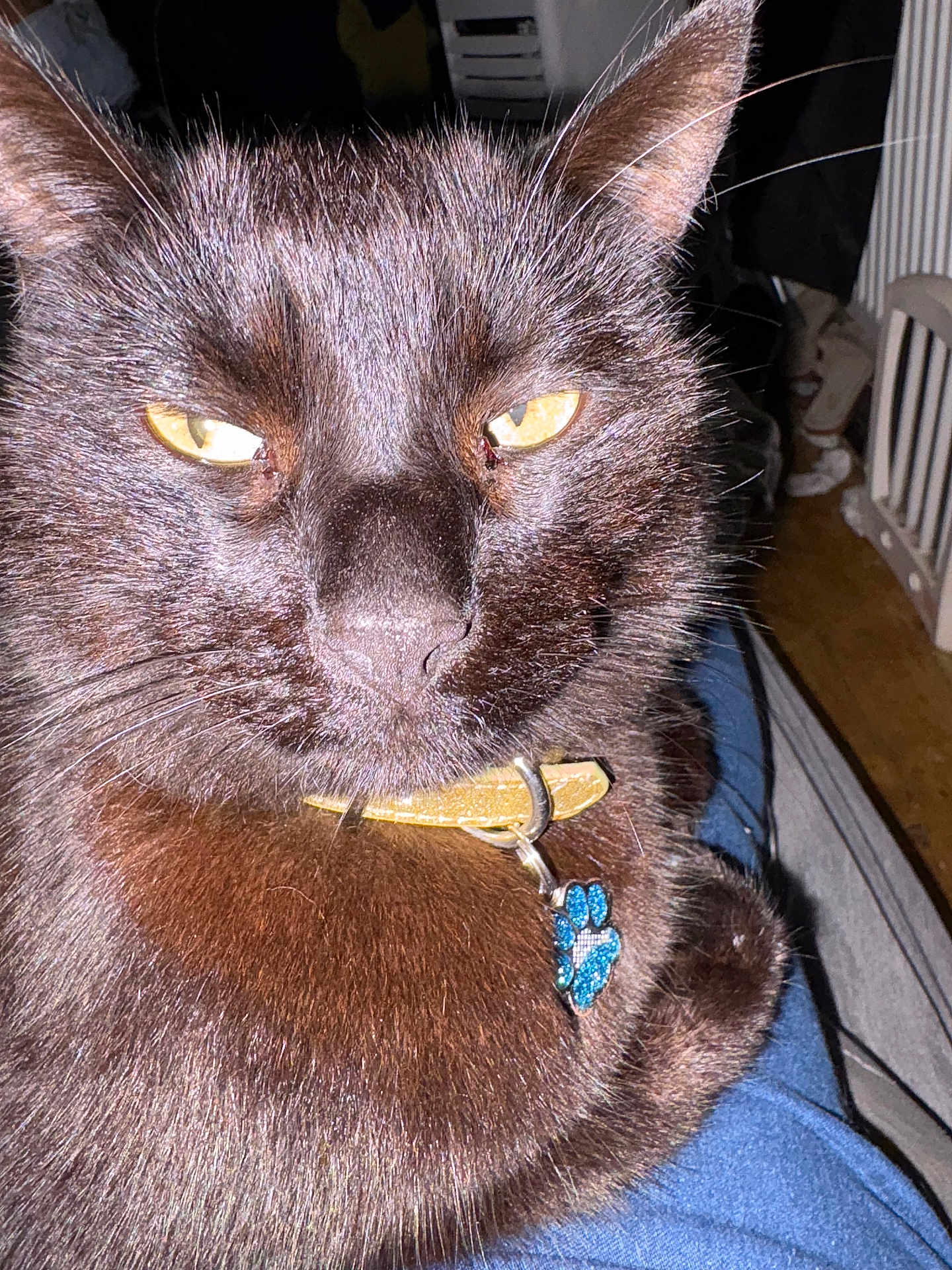 Bear is registered to the contest to win money with this photo: cat, black_cat, close_up, yellow_eyes, collar, pet, indoor, feline, fur, whiskers, paw_tag, domestic_animal, animal, relaxed, lap, person, jeans, floor, home, cute
