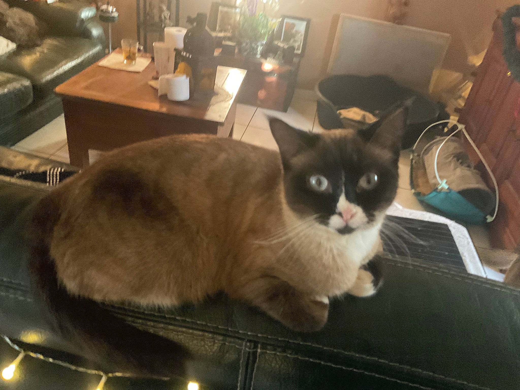 Bony Et Clyde a rejoint le concours — aidez-le/la à gagner de superbes lots ! box, cardboard, carnivore, cat, chair, comfort, domestic_short_haired_cat, felidae, fur, hardwood, houseplant, lamp, pet_supply, picture_frame, room, shipping_box, small_to_medium_sized_cats, table, tail, whiskers