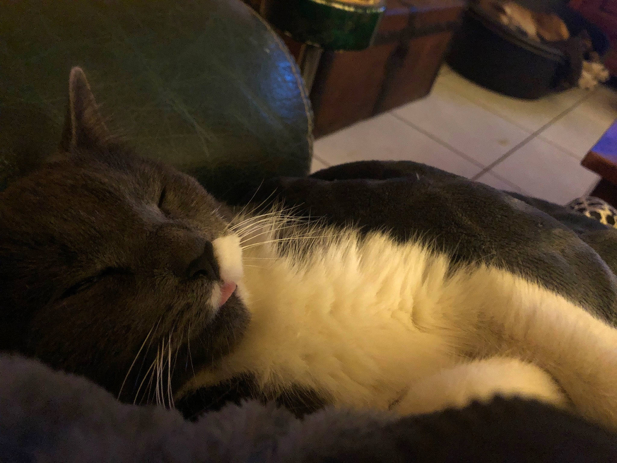 Bony Et Clyde a rejoint le concours — aidez-le/la à gagner de superbes lots ! carnivore, cat, claw, cloud, comfort, domestic_short_haired_cat, eye, felidae, foot, fur, mammal, nap, paw, sky, sleep, small_to_medium_sized_cats, tail, vertebrate, whiskers