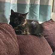 Sunny joined the competition — help win amazing prizes! cat, tortoiseshell, pet, animal, sleeping, couch, furniture, indoor, curtain, soft_light, resting, fluffy, cozy, brown, maroon, domestic, cute, fur, relaxed, home