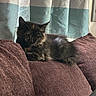 cat, tortoiseshell, pet, animal, sleeping, couch, furniture, indoor, curtain, soft_light, resting, fluffy, cozy, brown, maroon, domestic, cute, fur, relaxed, home