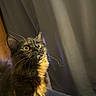 cat, tortoiseshell, pet, animal, feline, whiskers, yellow_eyes, curious, close_up, portrait, indoor, remote_control, cozy, soft_light, fur, looking_up, domestic_cat, mammal, household, cute