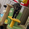 Sunny joined the competition — help win amazing prizes! cat, cats, cat_tree, playful, indoor, carpet, furniture, pet_accessory, curious, tabby_cat, black_cat, yellow_platform, green_cat_tree, scratching_post, pet_toys, household, floor, pet, animal, domestic