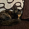 Sunny joined the competition — help win amazing prizes! cat, tortoiseshell, feline, pet, indoor, couch, furniture, curious, fur, animal, cozy, resting, patterned_cushion, brown, black, orange, whiskers, tail, relaxed, closeup
