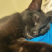 Wednesday is registered to the contest to win money with this photo: black_cat, sleeping, close_up, tongue_out, fur, whiskers, ear, pet, cozy, resting, blue_fabric, indoor, cute, animal, mammal, relaxed, face, nap, domestic_cat, soft_light