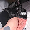 Wednesday is registered to the contest to win money with this photo: black_cat, cat, pet, animal, sleeping, hand, human, fingers, tattoo, blanket, close_up, indoor, cozy, soft_light, paw, napping, resting, cute, affection, comfort