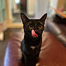 Wednesday joined the competition — help win amazing prizes! black_cat, cat, pet, animal, indoor, leather_couch, licking, tongue_out, wide_eyes, curious, feline, domestic_cat, blurred_background, brown_couch, cute, whiskers, ears_up, sitting, close_up, focused