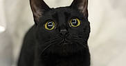 Wednesday is registered to the contest to win money with this photo: black_cat, cat, pet, animal, feline, yellow_eyes, curious, close_up, portrait, indoor, soft_background, whiskers, ears, fur, cute, looking_up, black_fur, domestic_cat, animal_face, mammal