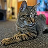 Ralphie joined the competition — help win amazing prizes! cat, tabby, pet, animal, indoor, carpet, feline, laying, relaxed, green_eyes, whiskers, ears, fur, closeup, portrait, domestic, cute, soft_light, background_blur, home