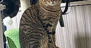 Ralphie is registered to the contest to win money with this photo: abyssinian, accessories, animal, armchair, backpack, bag, cat, chair, couch, cushion, egyptiancat, furniture, handbag, homedecor, indoors, kitten, manx, person, pet, sleeping