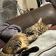 Ralphie is registered to the contest to win money with this photo: cat, tabby_cat, sleeping, blanket, couch, indoor, furniture, fan, household_items, relaxing, pet, fur, cozy, resting, domestic_animal, striped, whiskers, ears, tail, paw