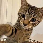 Meliès a rejoint le concours — aidez-le/la à gagner de superbes lots ! basket, big_eyes, cat, close_up, curious, ears, fur, home, indoor, kitten, looking_at_camera, nose, paw, pet, playful, portrait, soft_light, stripes, tabby, whiskers