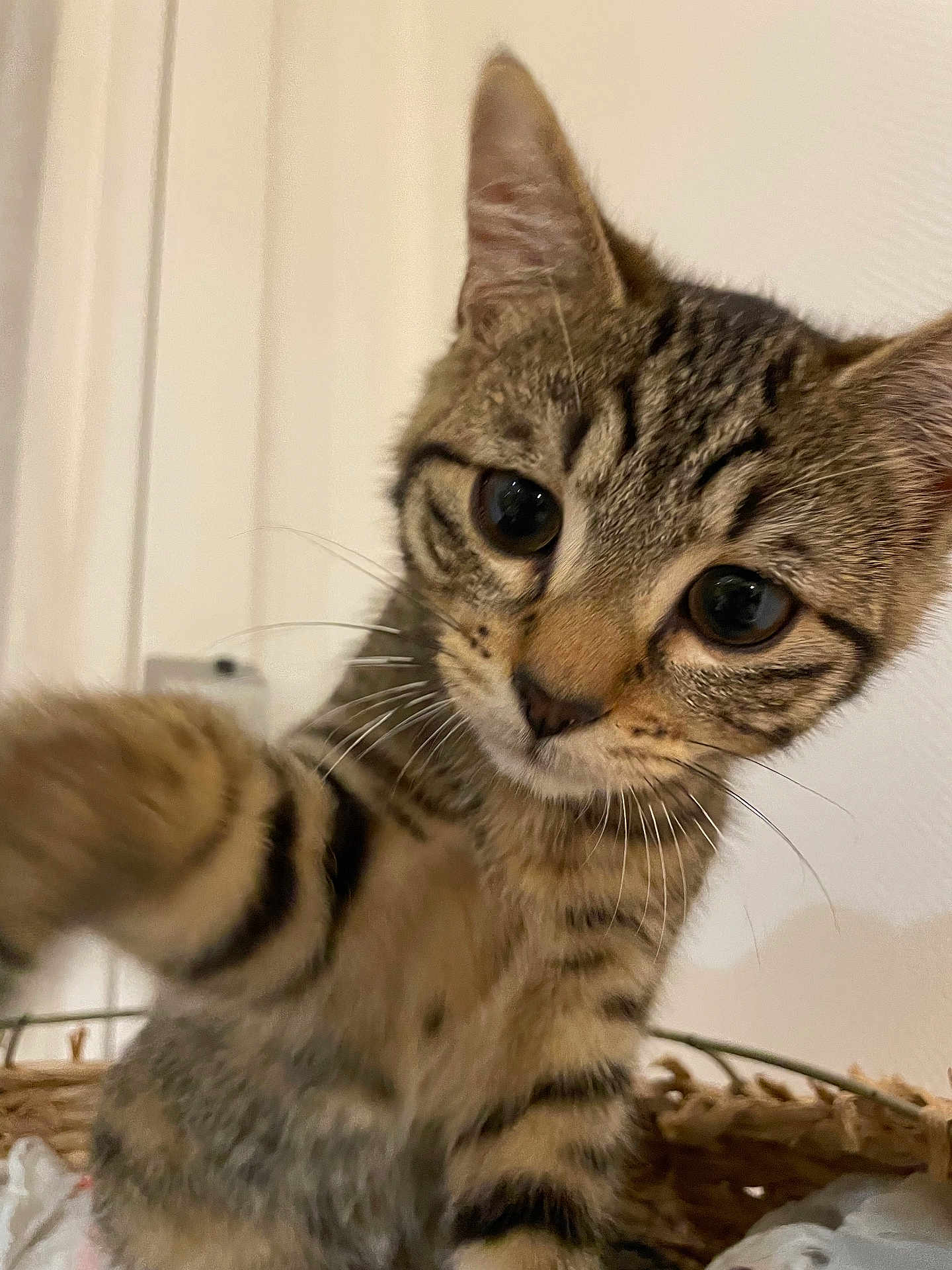 Meliès a rejoint le concours — aidez-le/la à gagner de superbes lots ! basket, big_eyes, cat, close_up, curious, ears, fur, home, indoor, kitten, looking_at_camera, nose, paw, pet, playful, portrait, soft_light, stripes, tabby, whiskers