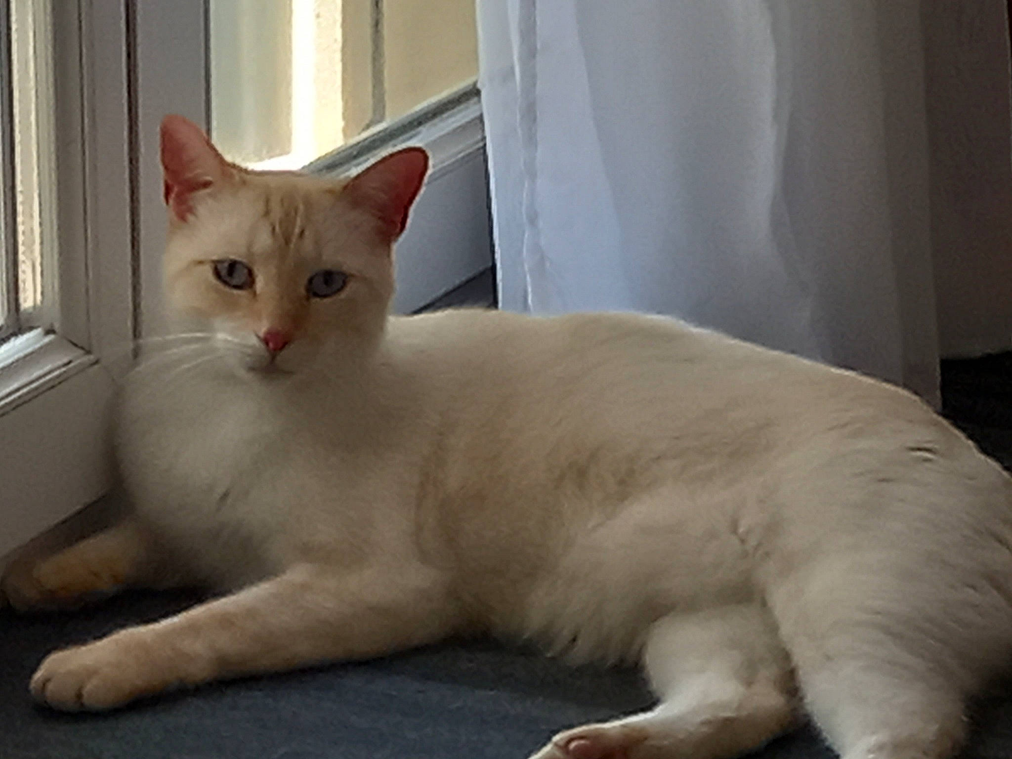 Rainbow a rejoint le concours — aidez-le/la à gagner de superbes lots ! carnivore, cat, claw, comfort, curtain, domestic_short_haired_cat, fawn, felidae, fixture, fur, paw, sitting, small_to_medium_sized_cats, snout, tail, terrestrial_animal, whiskers, window