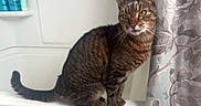 Freddy joined the competition — help win amazing prizes! cat, tabby, bathtub, bathroom, shower_curtain, trash_can, plastic_liner, floor, tile_floor, pet, animal, curious, indoor, feline, side_view, sitting, ears, whiskers, fur, looking