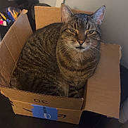 Freddy is registered to the contest to win money with this photo: cat, tabby_cat, cardboard_box, desk, indoor, pet, feline, brown_striped, sitting, home, cozy, relaxed, amazon_box, unimpressed, furniture, table, coin, stationery, wall, domestic_animal