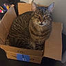 cat, tabby_cat, cardboard_box, desk, indoor, pet, feline, brown_striped, sitting, home, cozy, relaxed, amazon_box, unimpressed, furniture, table, coin, stationery, wall, domestic_animal
