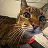 Freddy is registered to the contest to win money with this photo: cat, tabby, close_up, whiskers, bedroom, gamer, controller, wall_hanging, cartoon, curious, pet, indoor, feline, animal, fur, ears, eyes, nose, bed, room