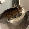 Freddy joined the competition — help win amazing prizes! cat, tabby_cat, toilet, bathroom, tile_floor, toilet_paper, curious, pet, feline, indoor, home, animal, looking, floor, hair_tie, white_toilet, restroom, domestic, kitten, curiosity