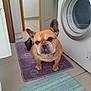 Nougat participe au concours pour gagner de l'argent avec cette photo : animal, bathroom, brown_dog, companion, curious, cute, dog, domestic, ears, expression, floor_mat, french_bulldog, household, indoor, mat, pet, portrait, tile_floor, waiting, washing_machine