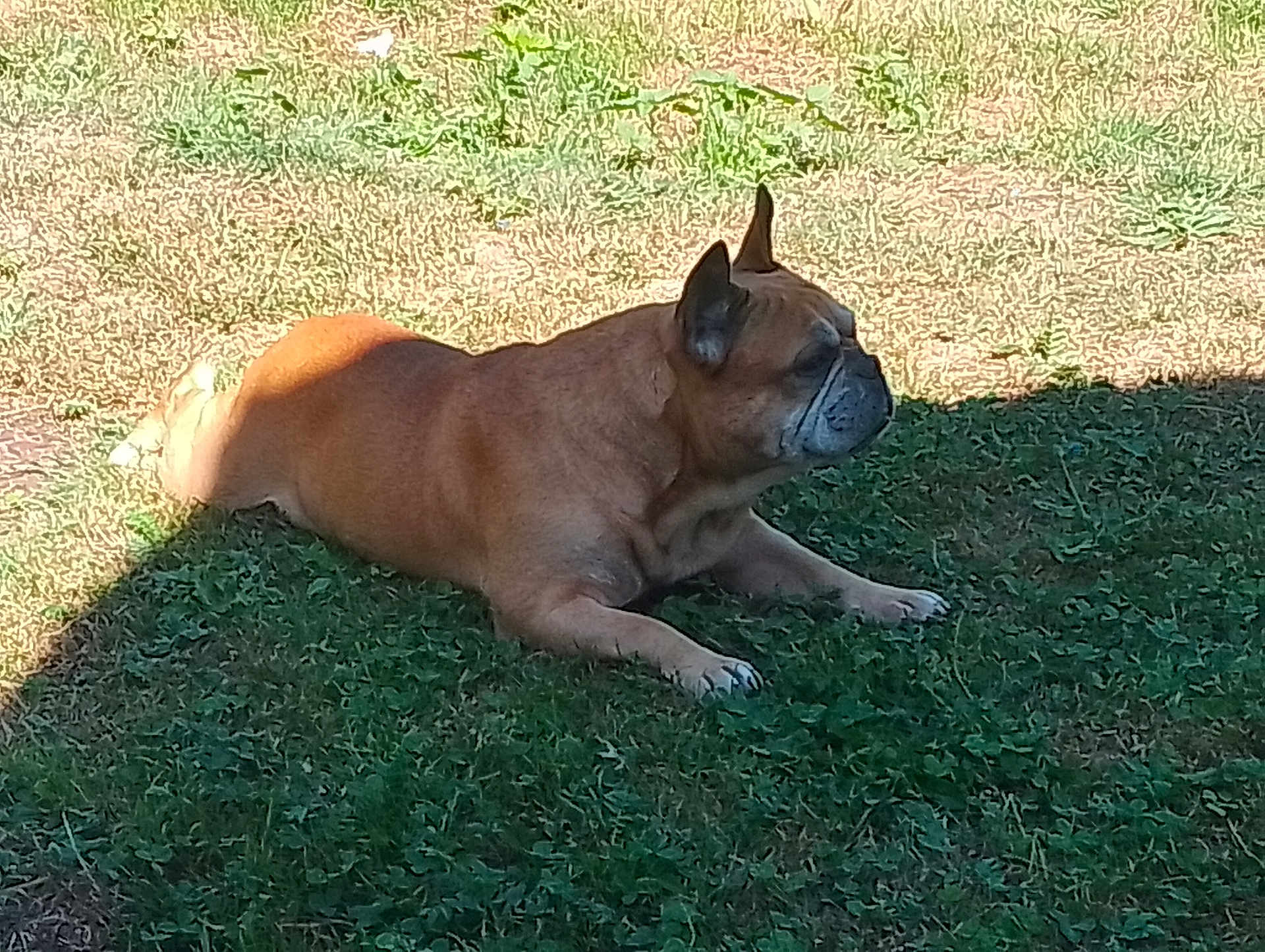 Nougat a rejoint le concours — aidez-le/la à gagner de superbes lots ! animal, brown, canine, dog, ears, french_bulldog, fur, grass, lying_down, nature, outdoor, pet, quiet, resting, shade, shadow, side_view, snout, summer, sunlight
