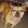 Nougat participe au concours pour gagner de l'argent avec cette photo : animal, background, brown, canine, closeup, dog, domestic, ears, expression, face, flash, floor, french_bulldog, household, indoor, mammal, pet, standing, tile, wrinkles