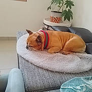 Nougat participe au concours pour gagner de l'argent avec cette photo : blanket, blanket_texture, canine, couch, cozy, dog, fur, furniture, home, indoor, living_room, peaceful, pet, pillow, plant, red_collar, relaxation, resting, sleeping, tile_floor