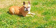Nougat participe au concours pour gagner de l'argent avec cette photo : animal, canine, cute, daylight, dog, ears, french_bulldog, fur, grass, green, lawn, lying_down, mammal, nature, outdoor, pet, portrait, relaxing, sunlight, tan