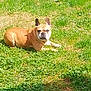 animal, canine, cute, daylight, dog, ears, french_bulldog, fur, grass, green, lawn, lying_down, mammal, nature, outdoor, pet, portrait, relaxing, sunlight, tan
