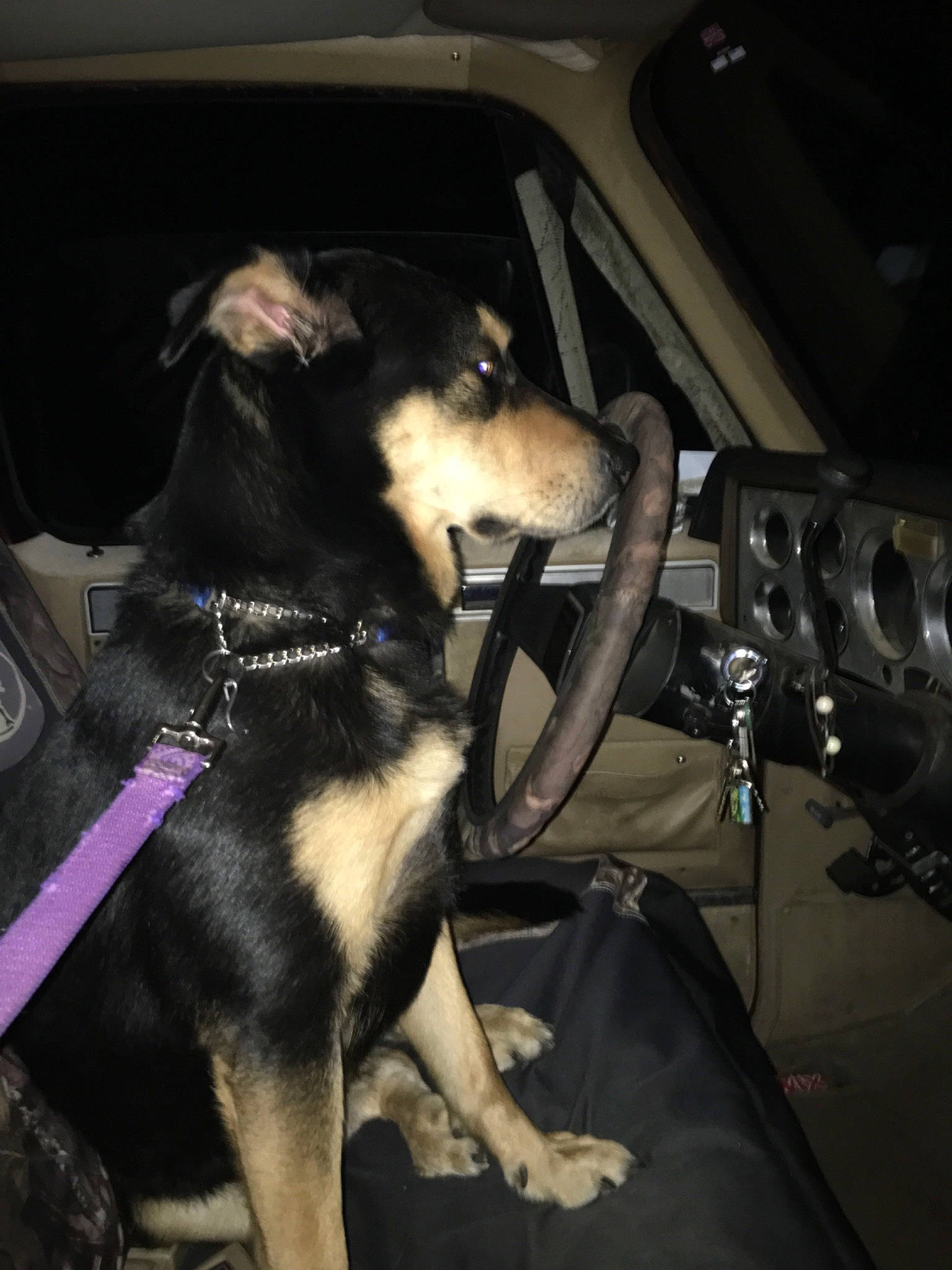 Lassie joined the competition — help win amazing prizes! canidae, carnivore, dog, dog_breed, police_dog, snout, vehicle