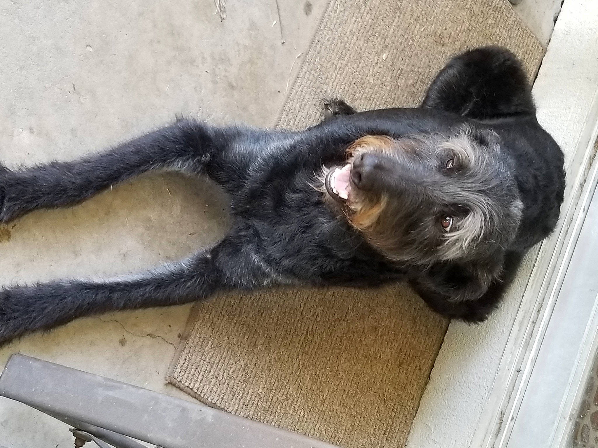 Cassie is registered to the contest to win money with this photo: canidae, carnivore, claw, comfort, companion_dog, dog, dog_breed, fawn, fur, grey, guard_dog, liver, paw, snout, sporting_group, tail, terrestrial_animal, working_animal