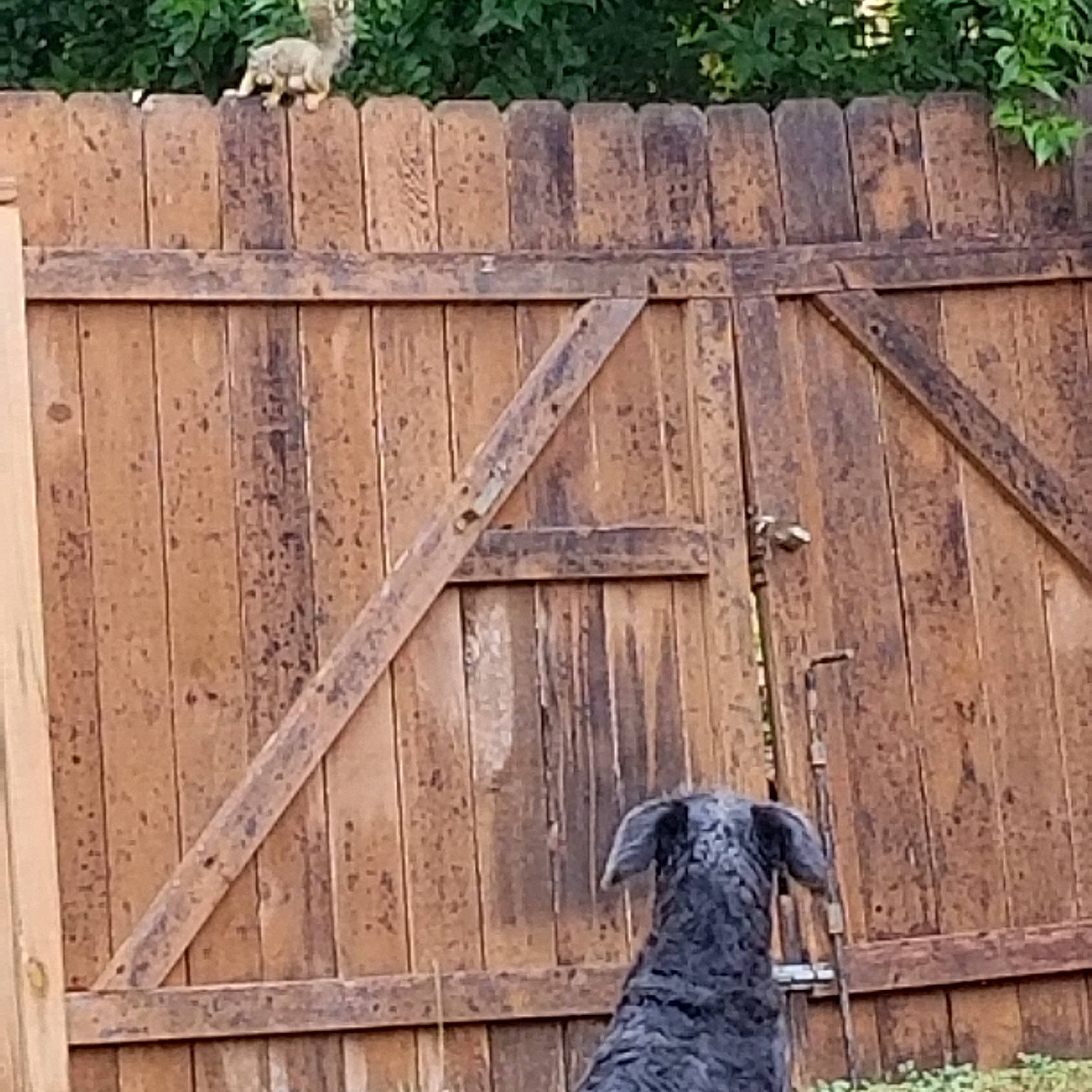 Cassie joined the competition — help win amazing prizes! building, dog, door, dress, fawn, fence, grass, hardwood, home_fencing, house, mammal, plant, siding, tints_and_shades, tree, vertebrate, wall, window, wood, wood_stain