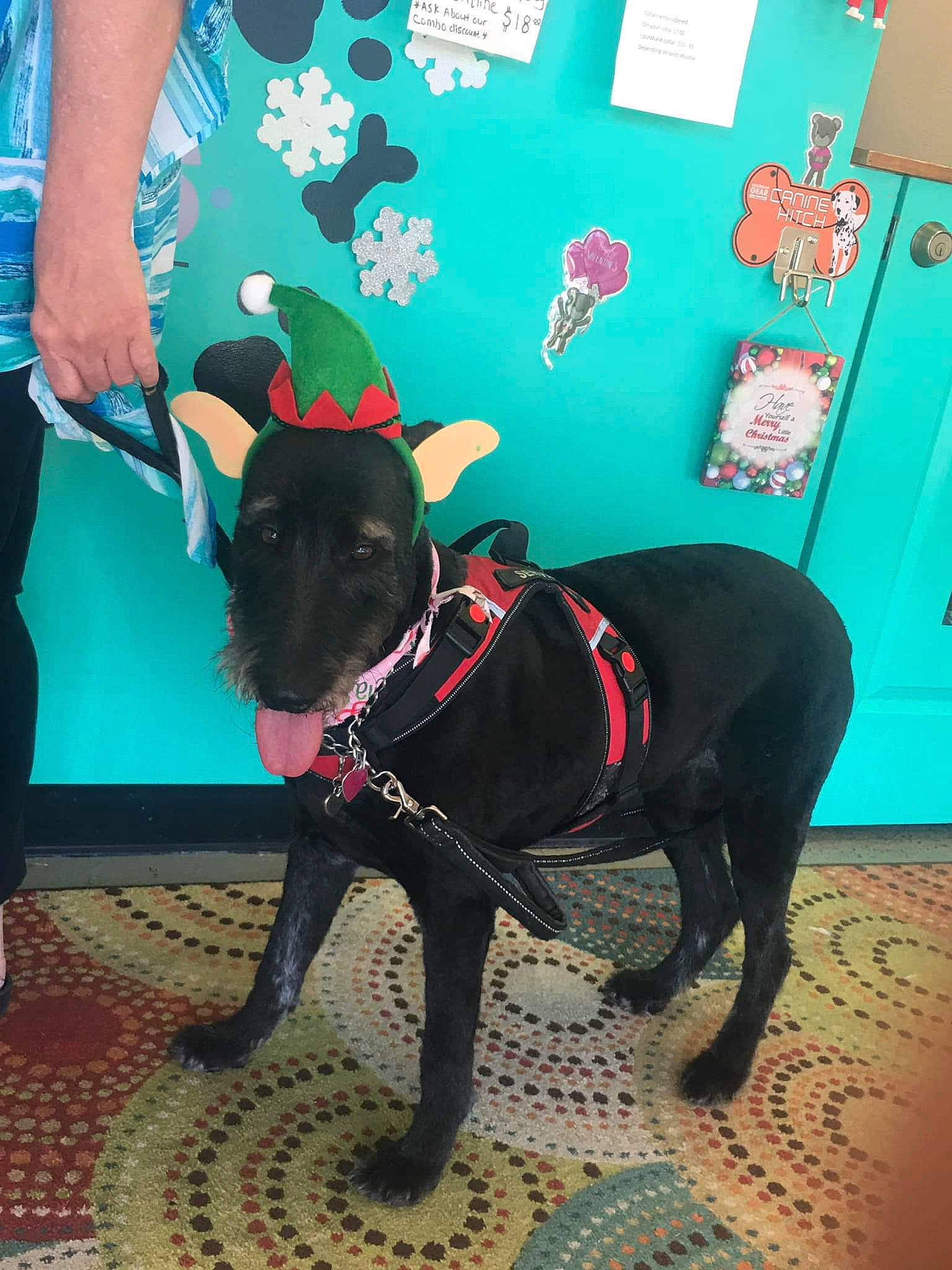 Cassie joined the competition — help win amazing prizes! blue, carnivore, collar, companion_dog, dog, dog_breed, dog_collar, dog_supply, door, fashion_accessory, fawn, flooring, green, guard_dog, leash, pet_supply, snout, sporting_group, tail, working_animal