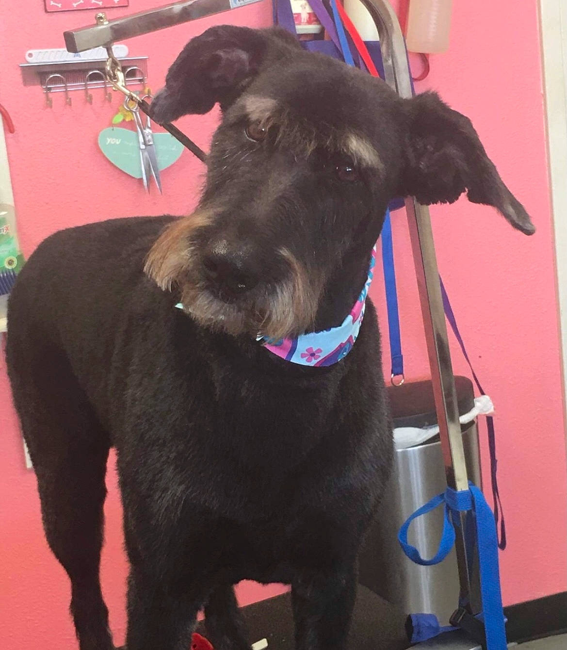 Cassie is registered to the contest to win money with this photo: borador, canidae, carnivore, collar, companion_dog, dog, dog_breed, dog_collar, dog_supply, fashion_accessory, fawn, giant_dog_breed, guard_dog, leash, liver, pet_supply, snout, sporting_group, tail, working_animal