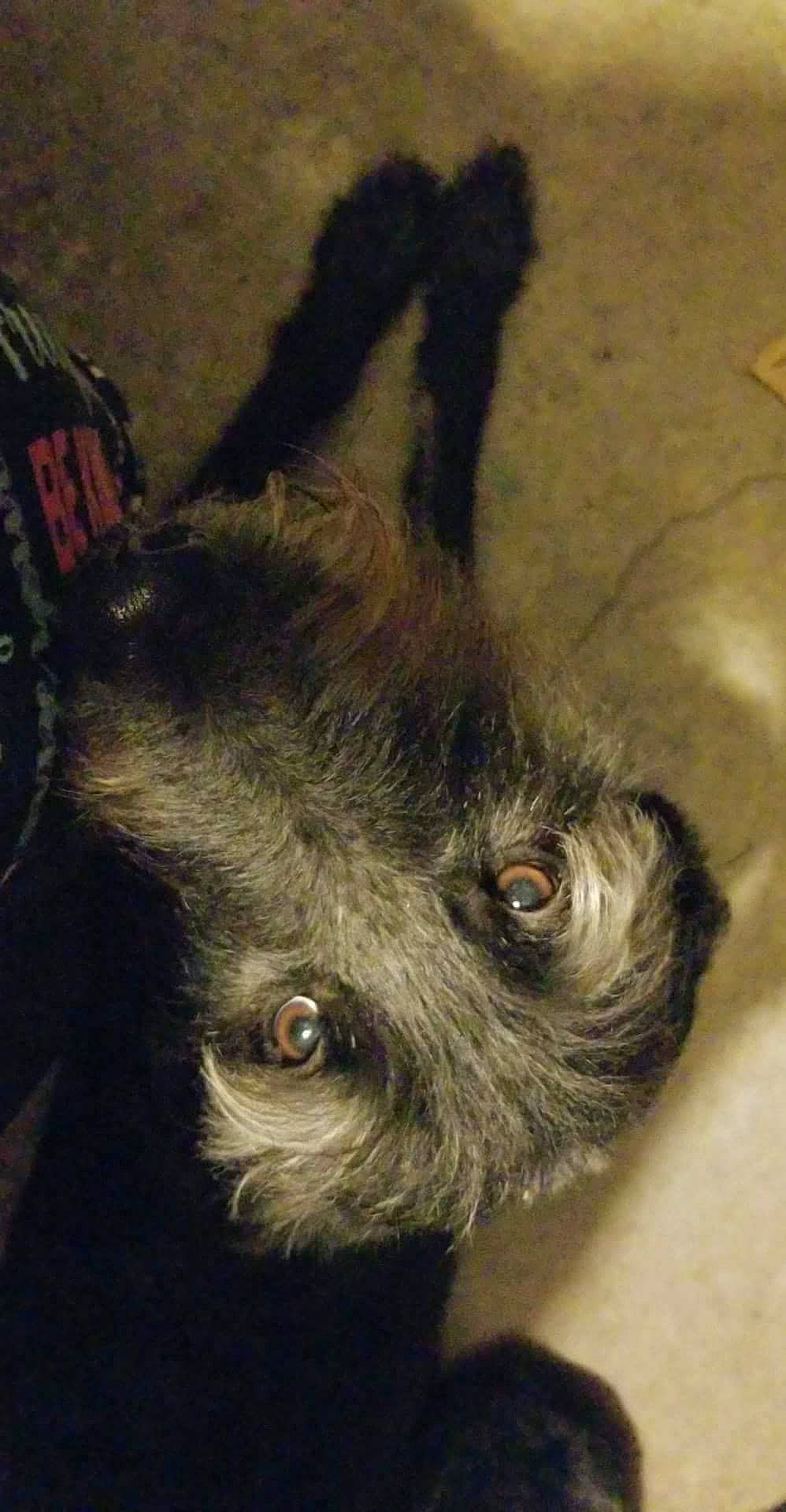 Cassie joined the competition — help win amazing prizes! ancient_dog_breeds, art, carnivore, companion_dog, dog, dog_breed, ear, fur, liver, painting, paw, schnauzer, small_terrier, snout, terrestrial_animal, terrier, toy_dog, visual_arts, whiskers, working_animal