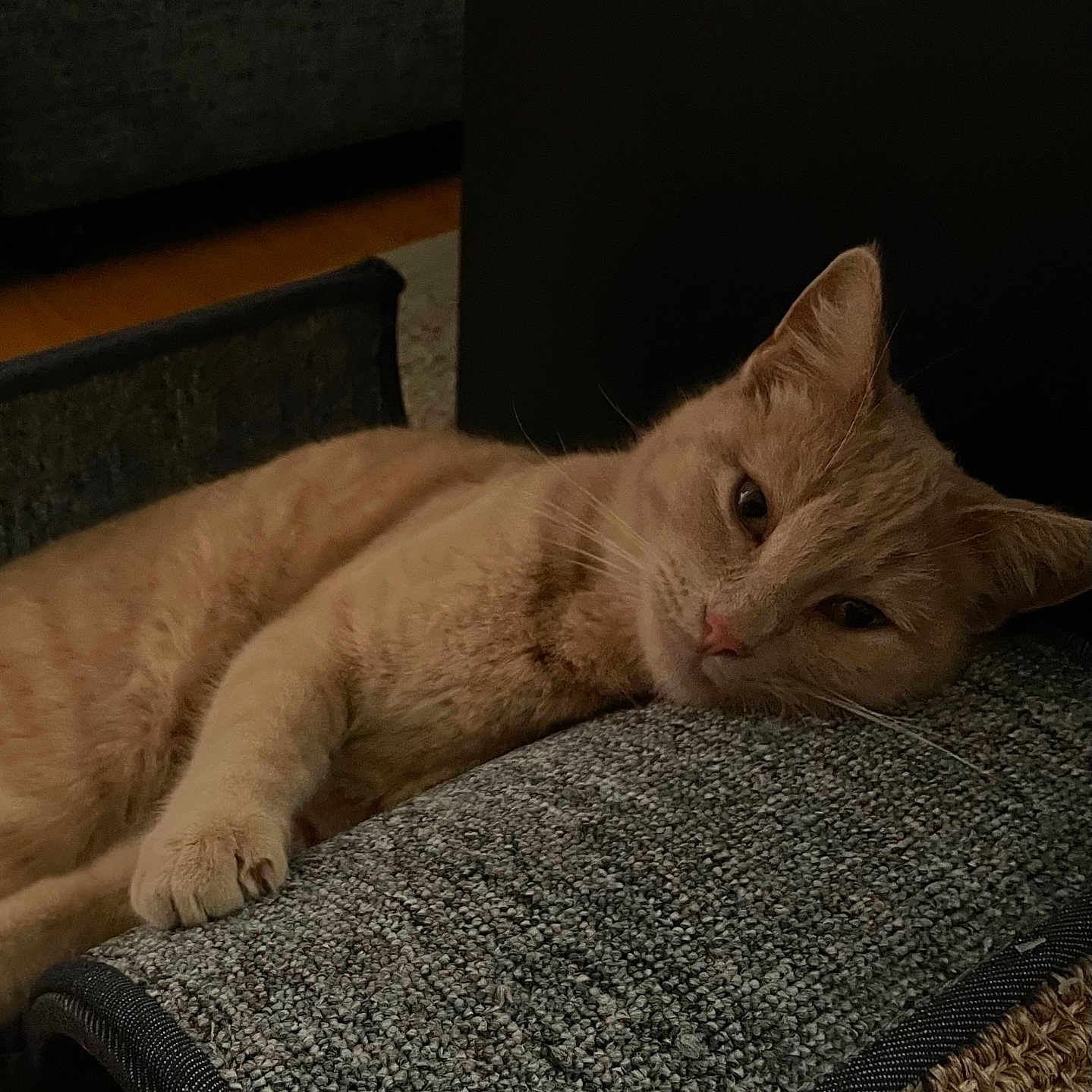 Sago joined the competition — help win amazing prizes! abyssinian, angora, animal, blanket, cat, chair, couch, cushion, furniture, hardwood, homedecor, indoors, interiordesign, kitten, manx, person, pet, quilt, sleeping, wood