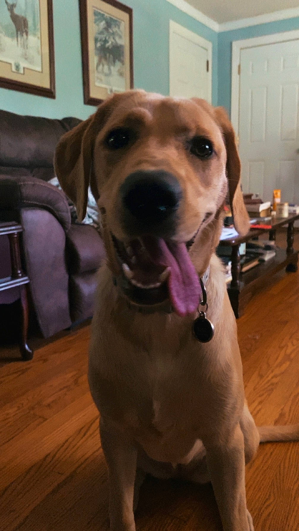 Mac joined the competition — help win amazing prizes! canidae, carnivore, collar, companion_dog, dog, dog_breed, dog_collar, fawn, flooring, guard_dog, hardwood, liver, pet_supply, picture_frame, snout, sporting_group, whiskers, wood, working_animal, working_dog