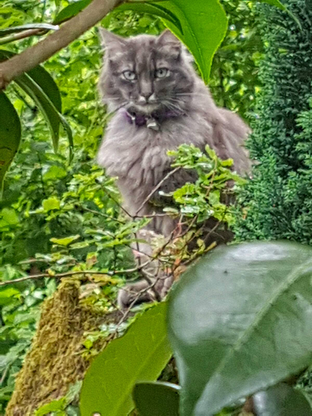 Molly participe au concours pour gagner de l'argent avec cette photo : botany, branch, carnivore, cat, felidae, kitten, leaf, maine_coon, nebelung, norwegian_forest_cat, organism, plant, siberian, small_to_medium_sized_cats, tree, whiskers, wild_cat, wildlife