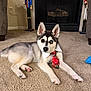 puppy, dog, husky, tie, collar, carpet, indoor, fireplace, nutcracker, decor, heterochromia, pet, cute, animal, laying_down, looking_at_camera, home, cozy, floor, toy